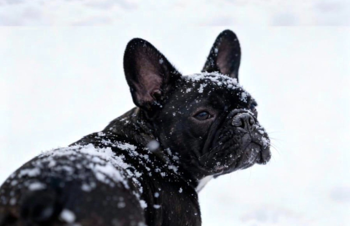 ATTILA LEGACY Du Paradis De Cally