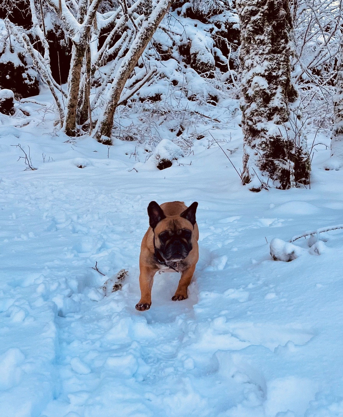 Du Paradis De Cally - 2026 : l année des « B »!