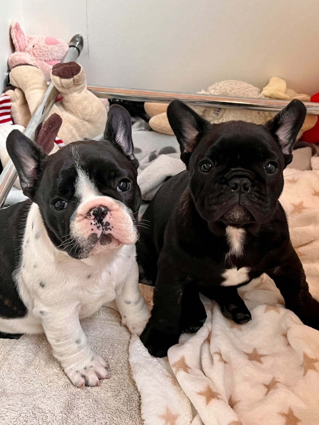 Du Paradis De Cally - Bouledogue français - Portée née le 28/02/2025