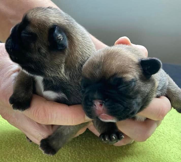 Chiot Bouledogue français Du Paradis De Cally