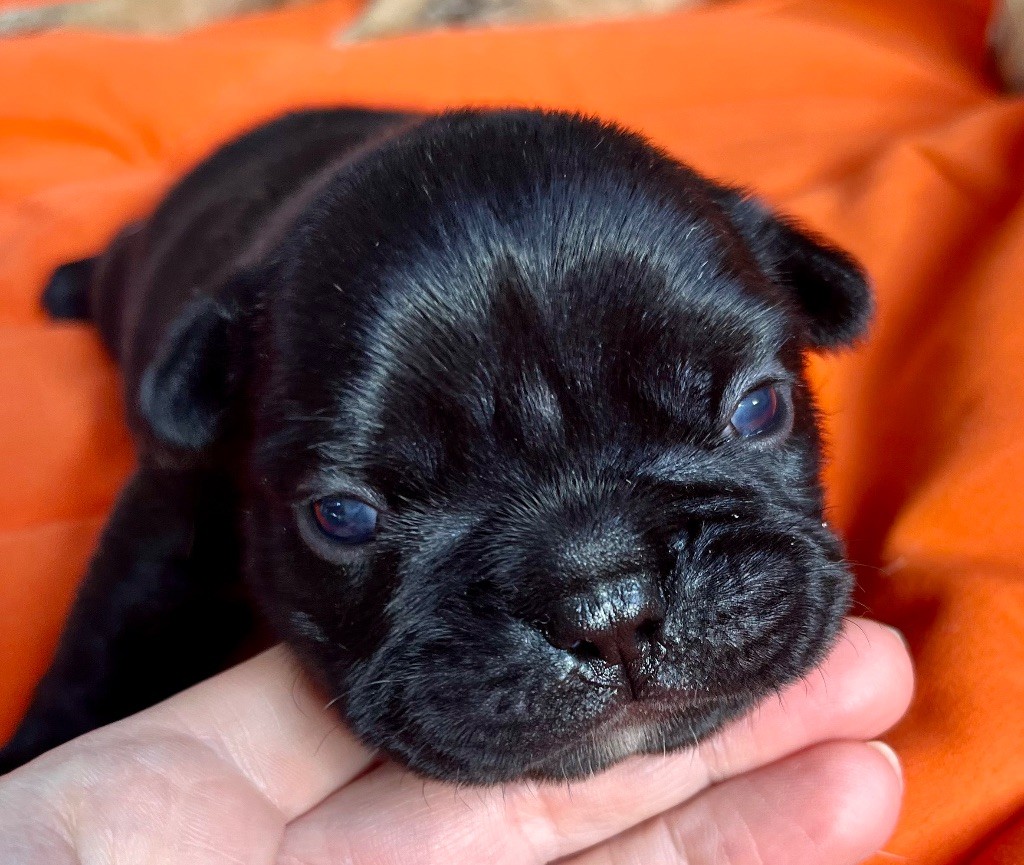 Du Paradis De Cally - Chiots disponibles - Bouledogue français